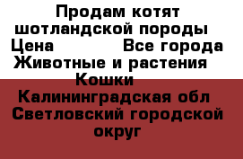 Продам котят шотландской породы › Цена ­ 2 000 - Все города Животные и растения » Кошки   . Калининградская обл.,Светловский городской округ 